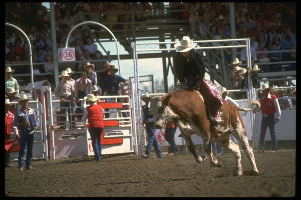 331016 Steer Riding A4 Photo Print