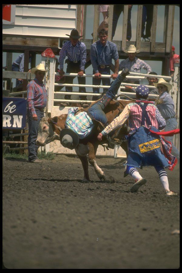 331017 Boys Steer Riding A4 Photo Print