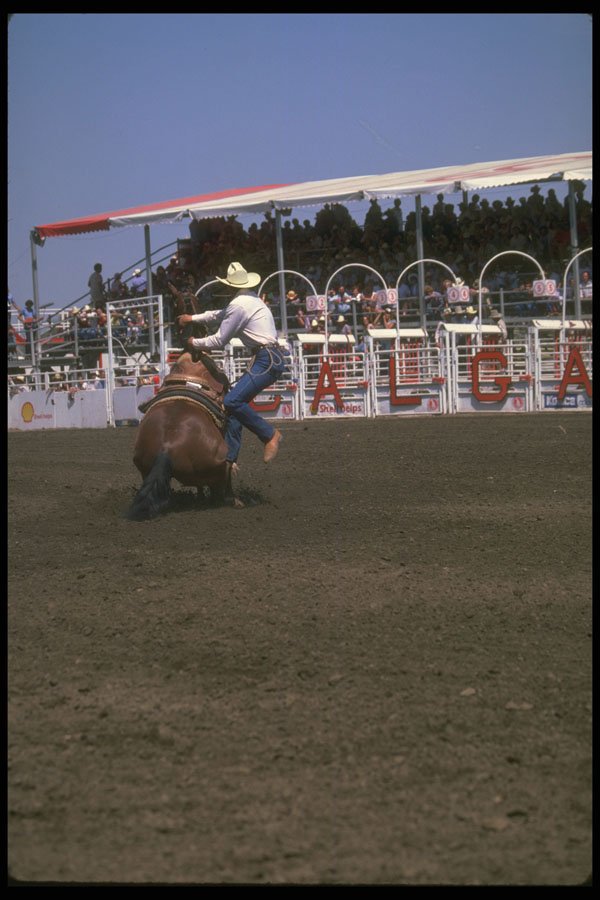 331018 Calf Roping A4 Photo Print