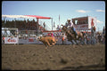 331019 Calf Roping A4 Photo Print