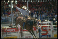 331026 Saddle Thrill Cheyenne A4 Photo Print