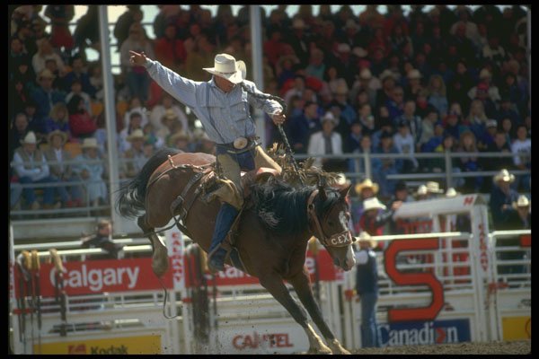 331026 Saddle Thrill Cheyenne A4 Photo Print