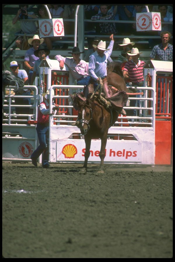 331030 Saddle Bronc A4 Photo Print