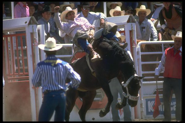331031 Bareback A4 Photo Print