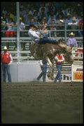 331032 Novice Bareback A4 Photo Print