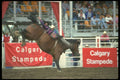 331033 Bareback A4 Photo Print