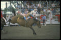 331037 Bareback A4 Photo Print