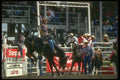 331039 Novice Bareback A4 Photo Print