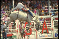 331040 Novice Bareback A4 Photo Print