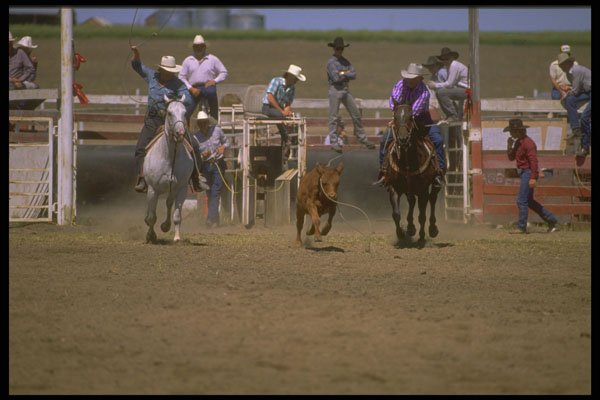 331046 Team Roping A4 Photo Print