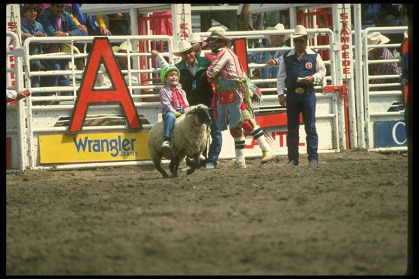 331047 Wild And Wooly A4 Photo Print