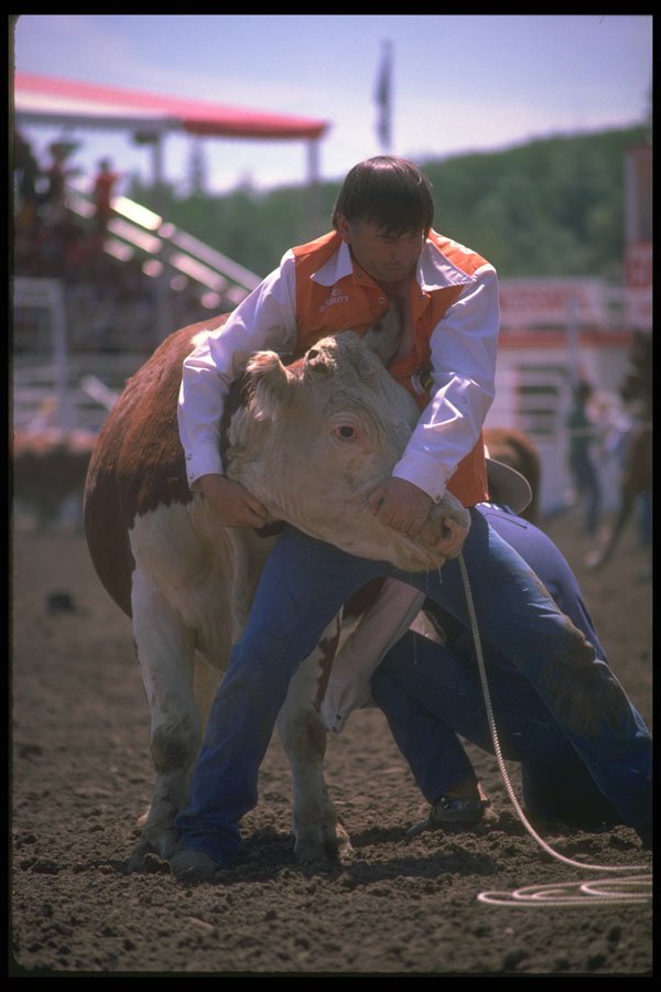 331055 Wild Cow Milking A4 Photo Print