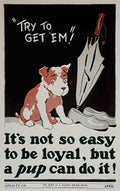 3310554 Advert A4 Photo Print