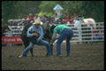 331056 Wild Cow Milking A4 Photo Print