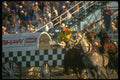 331069 Chuckwagons A4 Photo Print
