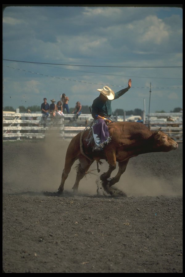 331075 Bull Riding A4 Photo Print