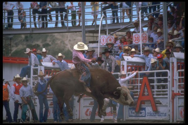 331076 Bull Riding A4 Photo Print