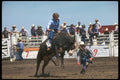 331077 Bull Riding A4 Photo Print