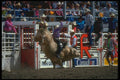 331078 Bulls Big League A4 Photo Print
