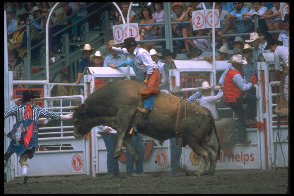 331079 Bull Riding A4 Photo Print