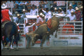 331080 Bull Riding A4 Photo Print
