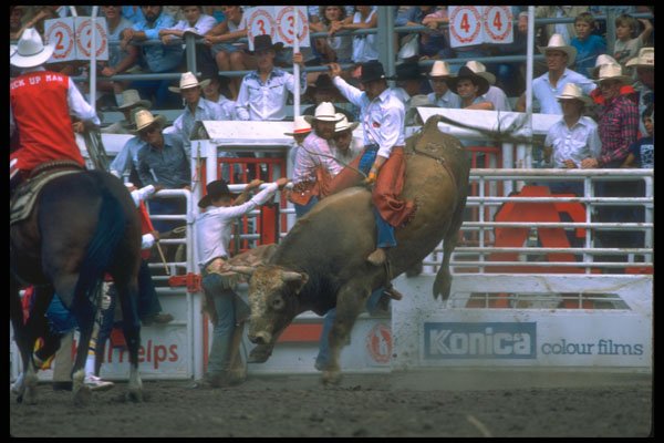 331080 Bull Riding A4 Photo Print