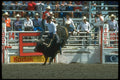 331081 Bull Riding A4 Photo Print
