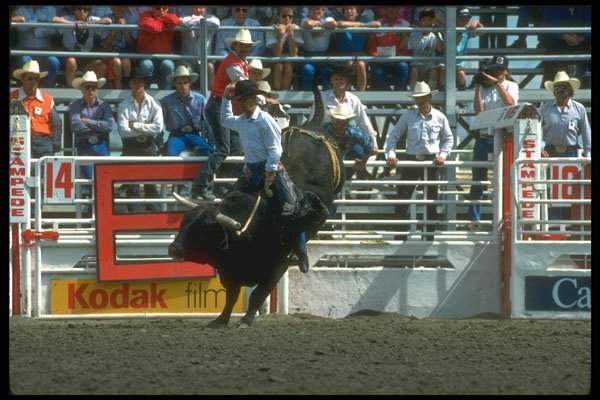 331081 Bull Riding A4 Photo Print