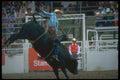 331082 Bull Riding A4 Photo Print
