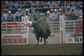 331083 Bull Riding A4 Photo Print