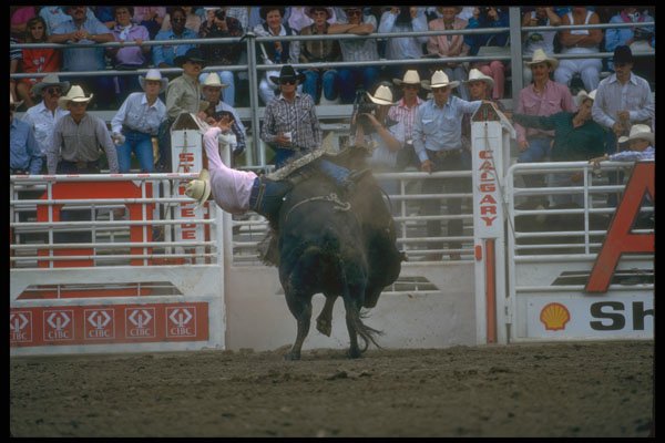 331083 Bull Riding A4 Photo Print