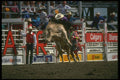 331084 Bulls Big League A4 Photo Print