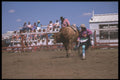 331085 Bull Riding A4 Photo Print