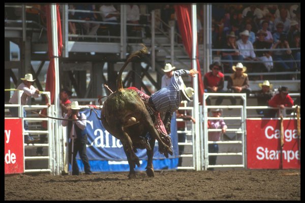 331086 Bull Riding A4 Photo Print