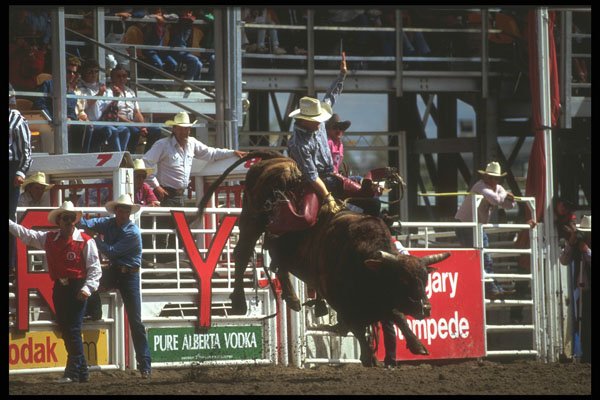 331087 Bull Riding A4 Photo Print