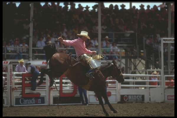 331088 Saddle Bronc A4 Photo Print