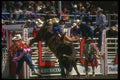 331089 Bulls A4 Photo Print