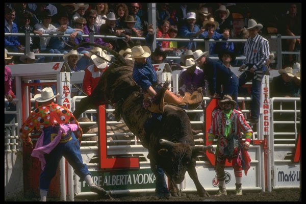 331089 Bulls A4 Photo Print