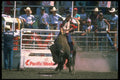 331091 Buffalo Riding A4 Photo Print