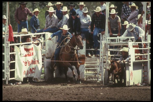 331096 Calf Roping A4 Photo Print