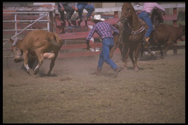 331098 Wild Cow Milking A4 Photo Print
