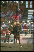331099 Saddle Bronc A4 Photo Print