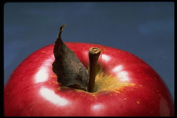 332000 Apple Red A4 Photo Print