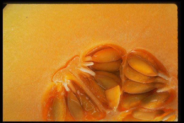 332002 Cantaloupe (close up) A4 Photo Print