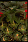 332017 Prickly Pineapple A4 Photo Print