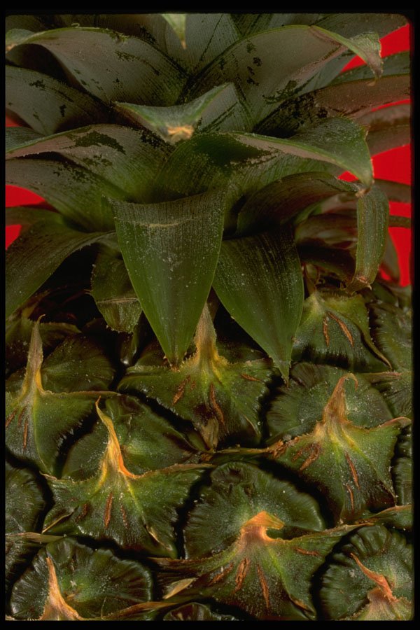 332017 Prickly Pineapple A4 Photo Print