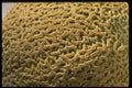 332021 Cantaloupe Skin A4 Photo Print