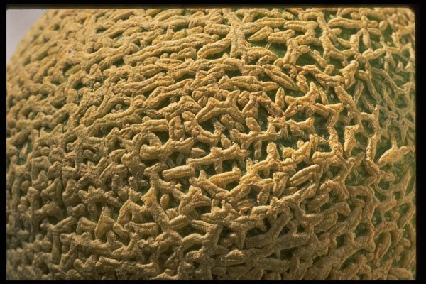 332021 Cantaloupe Skin A4 Photo Print