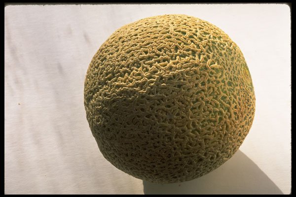 332050 Whole Cantaloupe A4 Photo Print