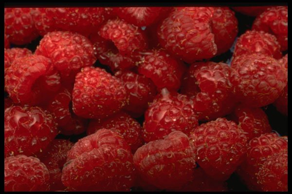 332051 Raspberries A4 Photo Print